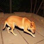 India’s Supreme Court Eases Stray Dog Removal Plan in Delhi